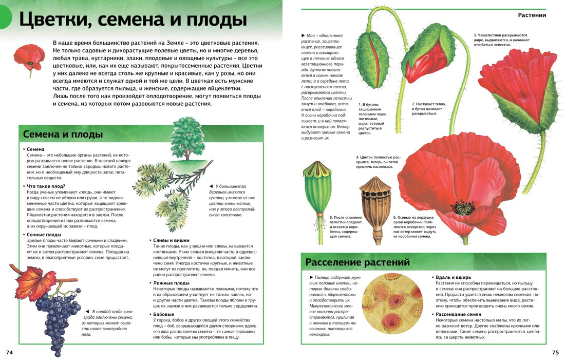 Новая энциклопедия школьника (нов.оф.)