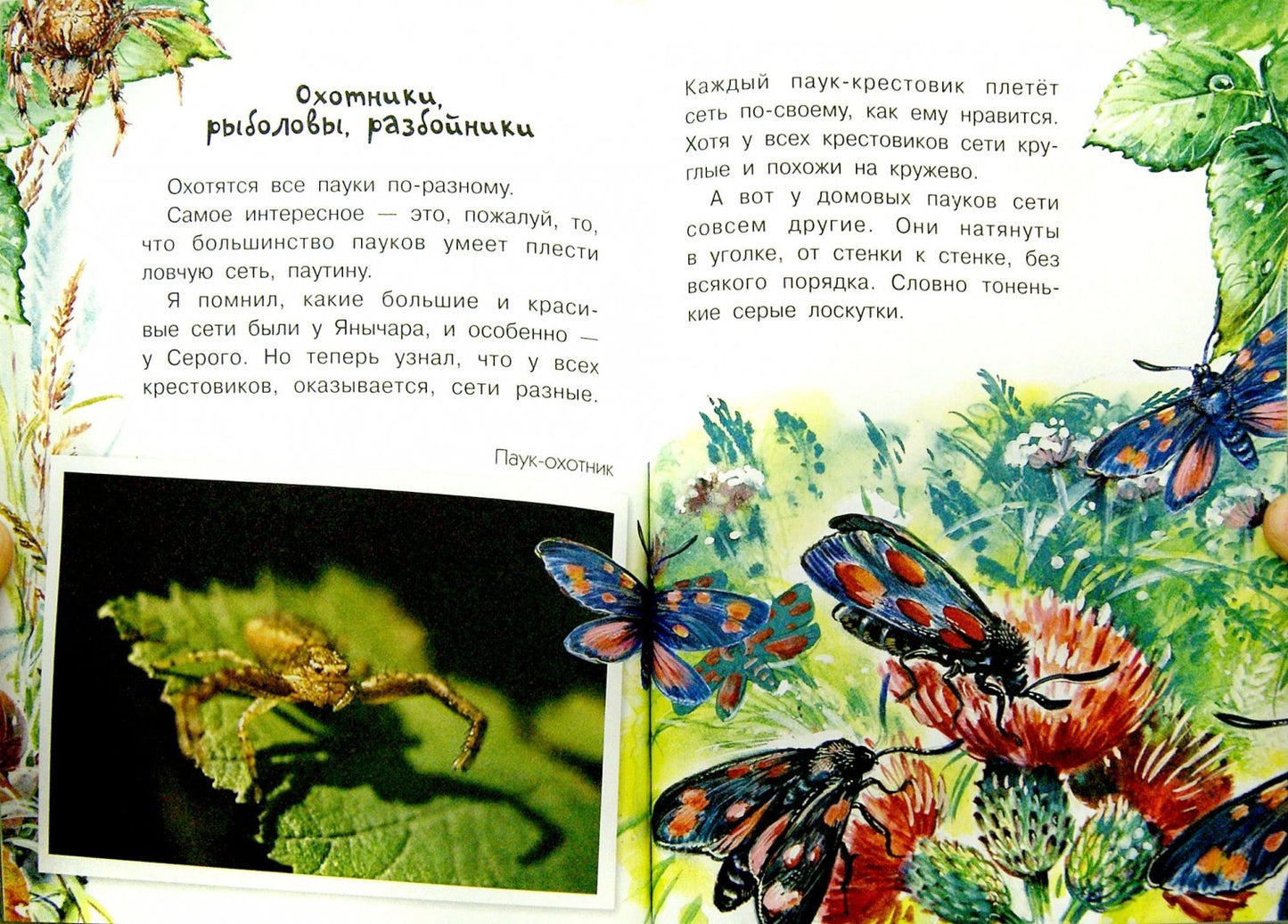 Кто развесил в лесу кружева?