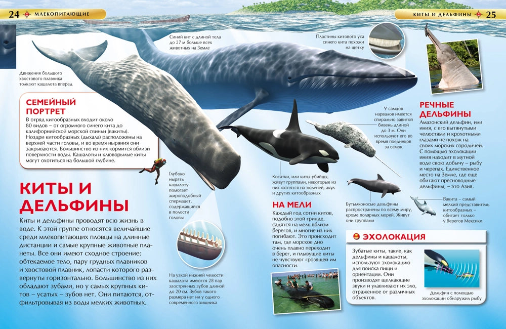 Млекопитающие. Детская энциклопедия