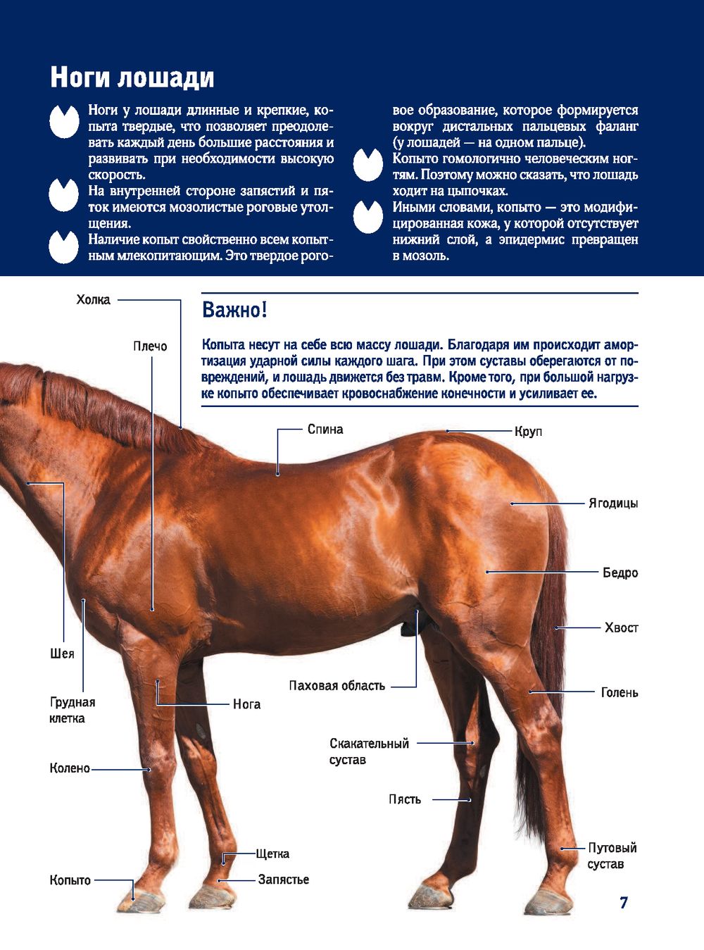 Лошади. Большой иллюстрированный гид