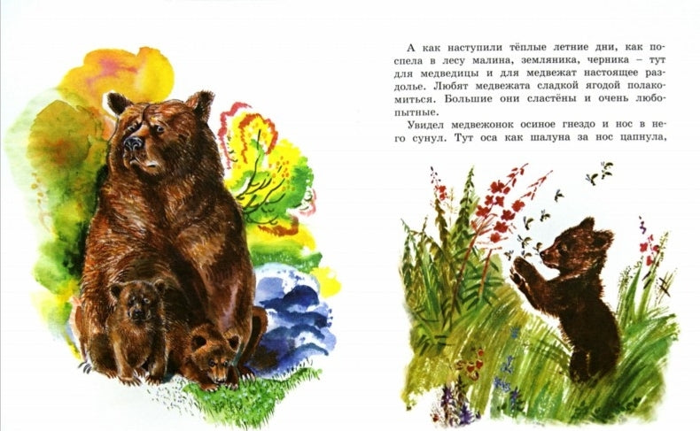 Как медведь в лесу живёт