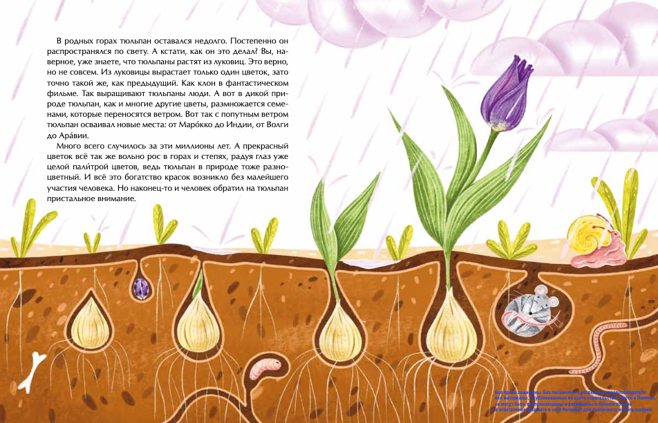 Тюльпан. Цветок султанов и мельников. Н. Назаркин.