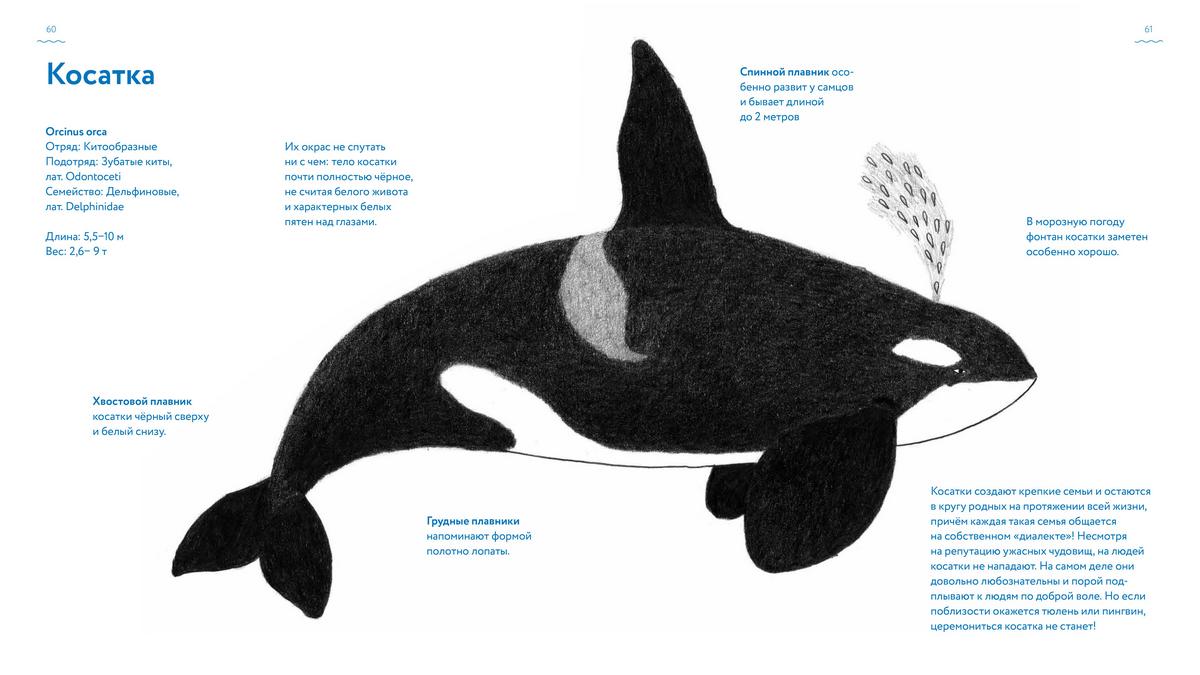 Книга о китах. Автор: Андреа Антинори