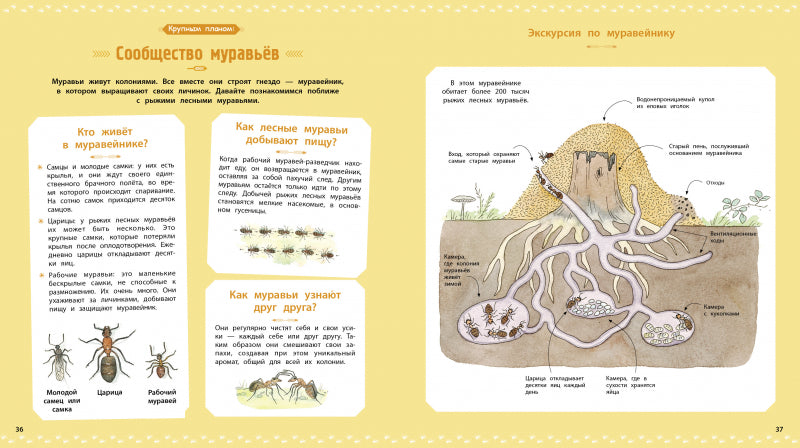 Насекомые и другие маленькие животные