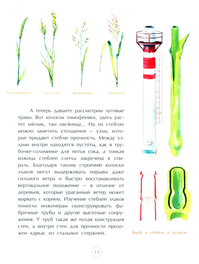 Подсмотрено у природы. Е. Максимова. 6+
