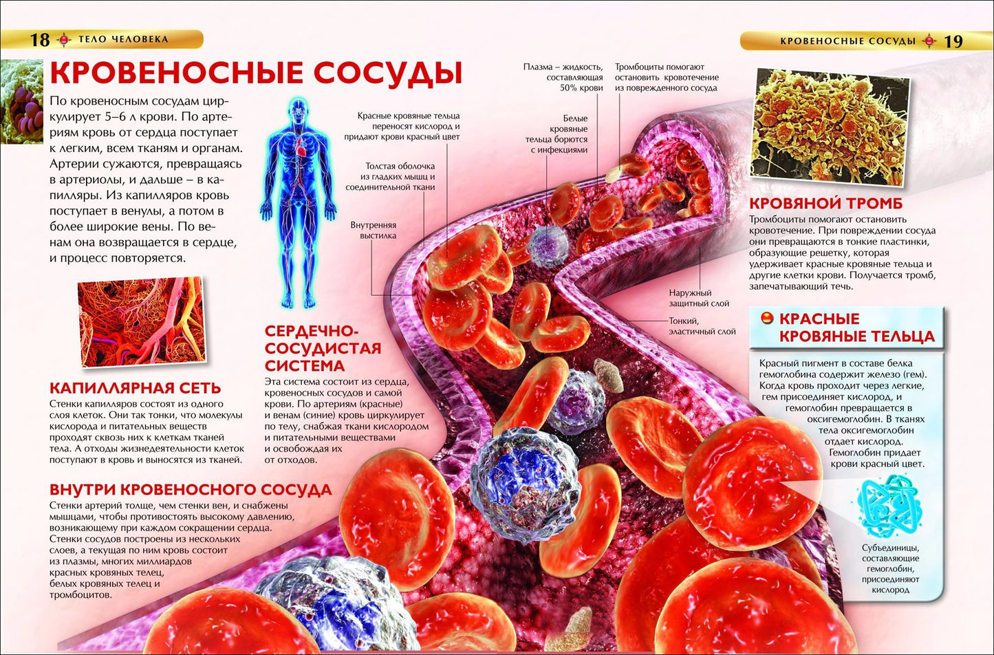 Тело человека. Детская энциклопедия