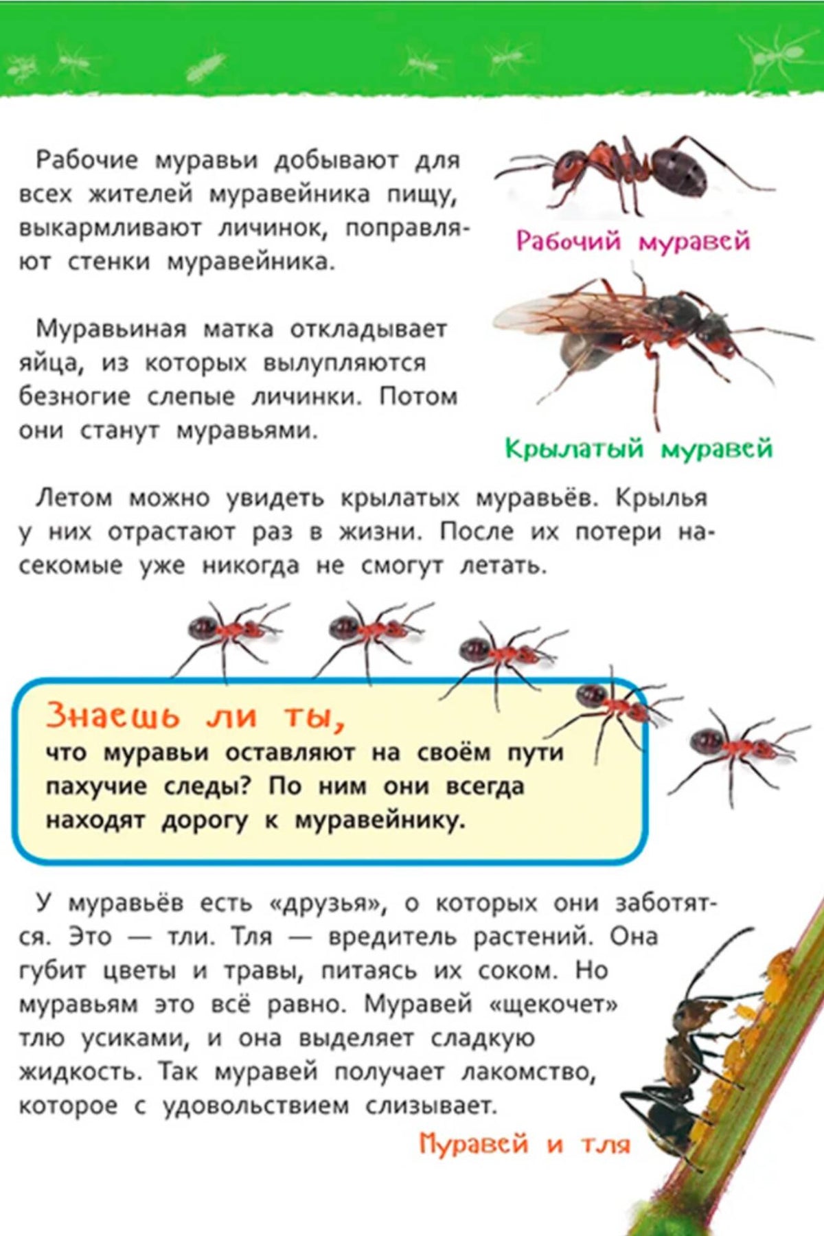 В лесу (Энциклопедия для детского сада)