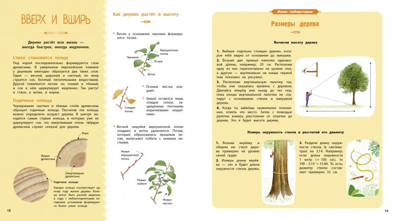Деревья и кустарники