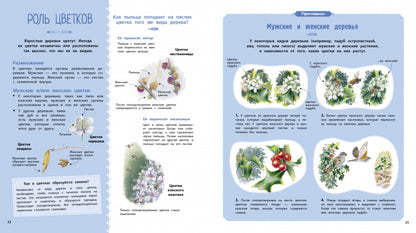 Деревья и кустарники