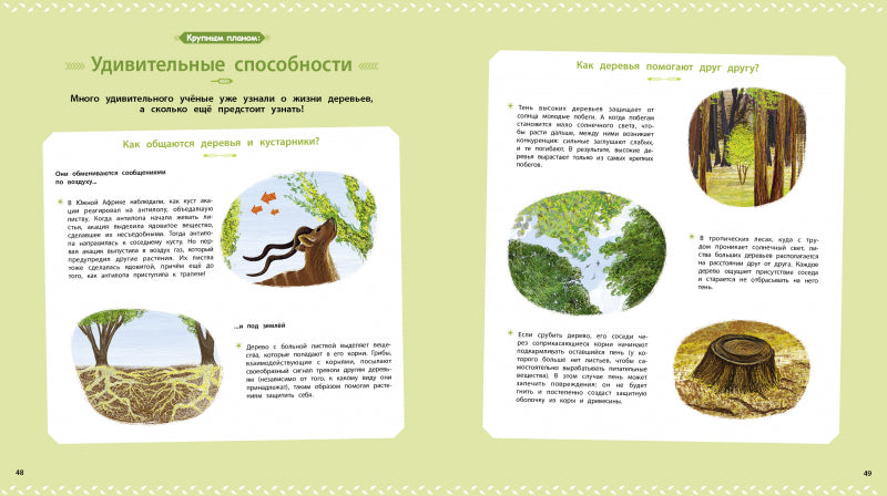 Деревья и кустарники